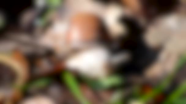 Θολή ιστορία. σαλιγκάρι τρώει σταφύλι πράσινο φύλλο πικραλίδα close-up — Αρχείο Βίντεο