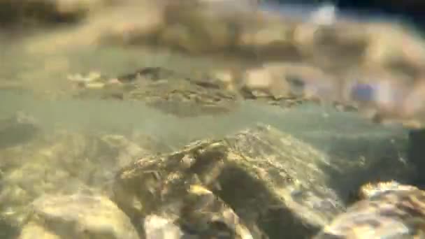 Поток воды, солнечный свет сквозь воду, камни на дне — стоковое видео