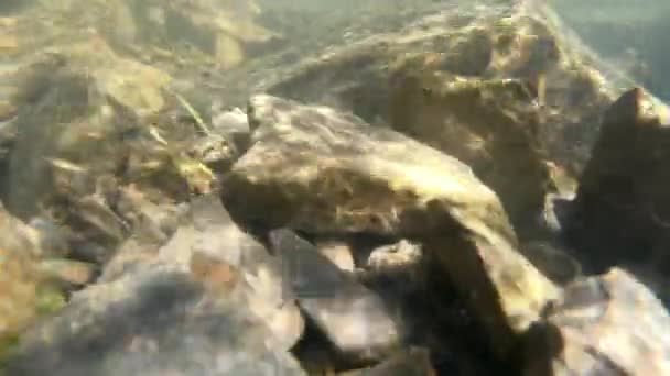 Agua que fluye, tragaluz de sol a través del agua, piedras que yacen en el fondo — Vídeos de Stock