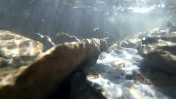 Flödesvatten, solljus genom vatten, stenar som ligger i botten — Stockvideo