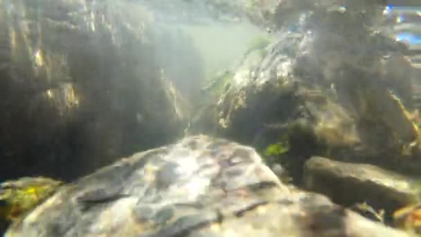 Flödesvatten, solljus genom vatten, stenar som ligger i botten, — Stockvideo