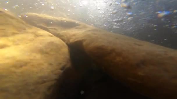 진흙과 갈색의 명주로 덮여 있는 오래 된 돌들이 강 바닥에 놓여 있다 — 비디오
