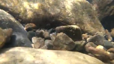 Su bir dağ nehrinde akar.