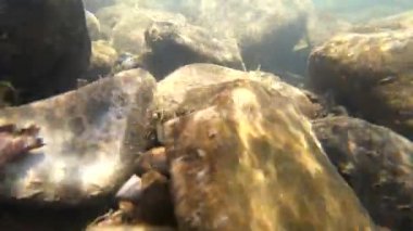 Su bir dağ nehrinde akar.