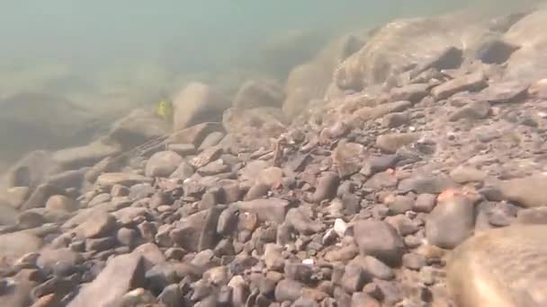 Kameny na dně říčního rybníka s pohybující se září slunce na povrchu kamene — Stock video