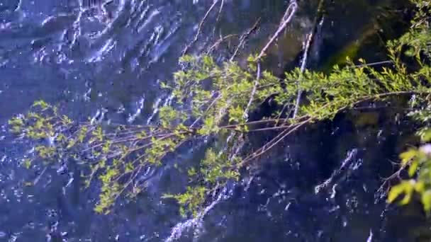 Groene tak tegen de achtergrond van het wateroppervlak van de stromende rivier — Stockvideo