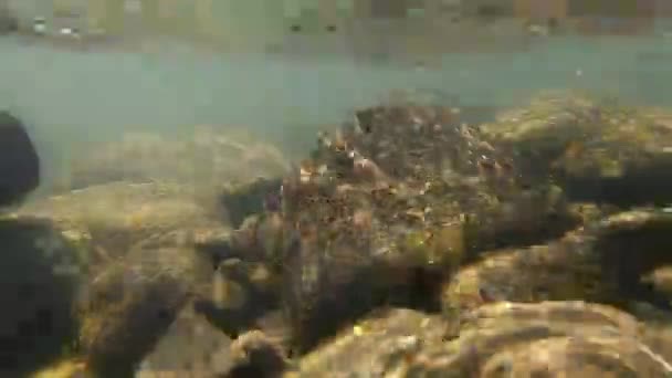 Камера медленно опускается под воду мелкой реки и устанавливается на дне — стоковое видео