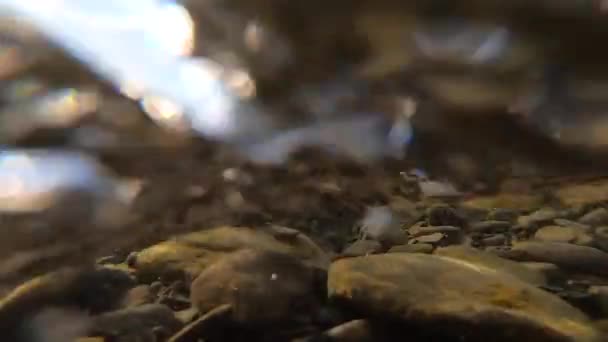 Pandangan abstrak dari air yang mengalir dari arus kuat dari sungai dangkal di pegunungan — Stok Video