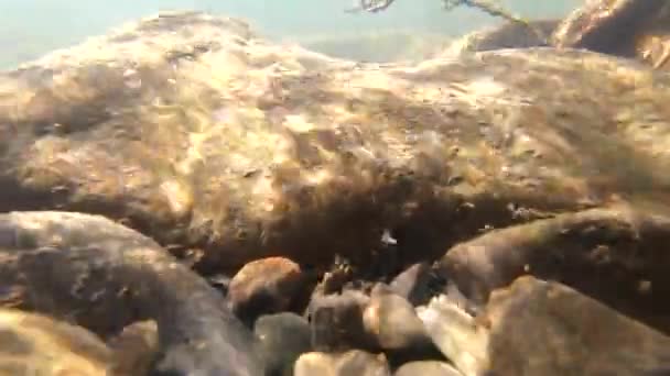 El agua fluye en un río de montaña — Vídeos de Stock