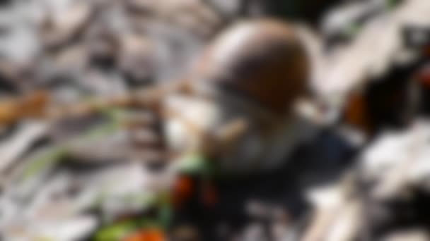 배경이 흐릿하다. 달팽이는 화창 한 날에 푸른 잎을 클로즈업 한 마른 잎을 먹는다 — 비디오