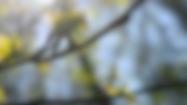 Розмитий фон. Свіжорозчинене листя на гілці в сонячний день — стокове відео