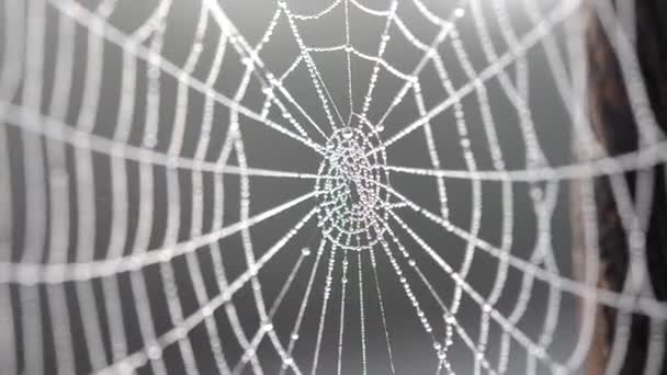 Spiderweb bedekt ochtend dauw op zomerochtend close-up — Stockvideo