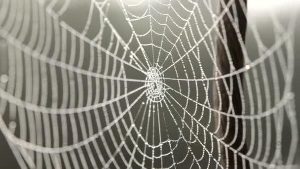 蜘蛛网覆盖了夏日清晨的露珠 — 图库视频影像
