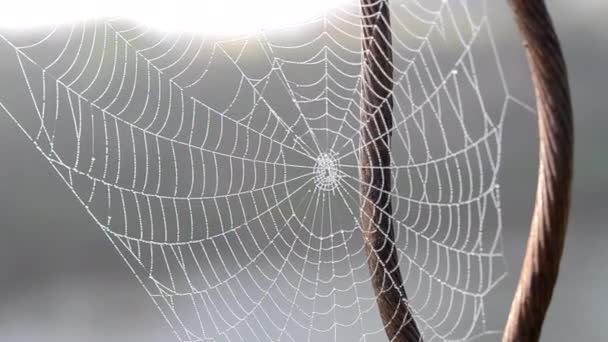 Spiderweb καλύπτονται πρωινή δροσιά το πρωί του καλοκαιριού κοντά — Αρχείο Βίντεο