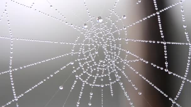 Spiderweb covered morning dew on summer morning close up — Stock Video