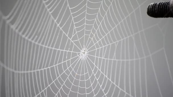 Spiderweb cubierto rocío de la mañana en la mañana de verano de cerca — Vídeos de Stock