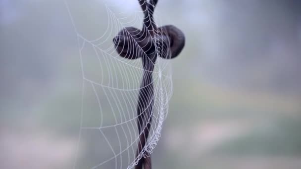 Spiderweb вкрила ранкову росу в літній ранок крупним планом — стокове відео