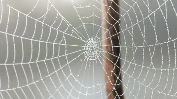 Spinnennetz bedeckt Morgentau am Sommermorgen aus nächster Nähe — Stockvideo