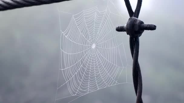 Spiderweb cubierto rocío de la mañana en la mañana de verano de cerca — Vídeo de stock