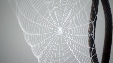 Örümcek ağı, yaz sabahı sabah çiğ taneleriyle kaplıydı.