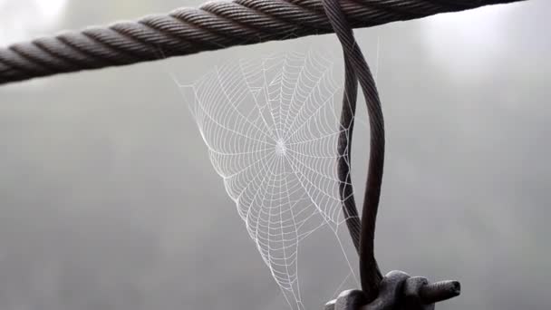 Spiderweb bedekt ochtend dauw op zomerochtend close-up — Stockvideo