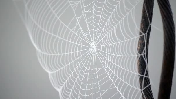 Spiderweb bedekt ochtend dauw op zomerochtend close-up — Stockvideo