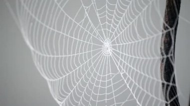 Örümcek ağı, yaz sabahı sabah çiğ taneleriyle kaplıydı.
