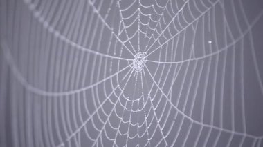 Örümcek ağı, yaz sabahı sabah çiğ taneleriyle kaplıydı.