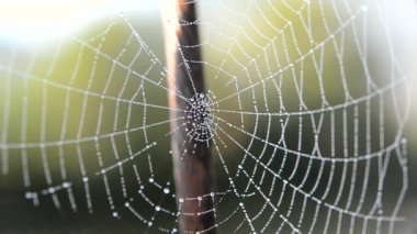 Örümcek ağı, yaz sabahı sabah çiğ taneleriyle kaplıydı.