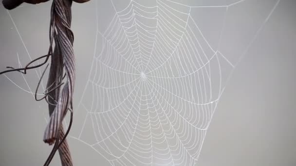 Spiderweb couvert rosée du matin le matin d'été gros plan — Video