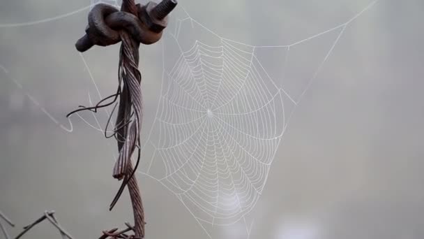 Spiderweb καλύπτονται πρωινή δροσιά το πρωί του καλοκαιριού κοντά — Αρχείο Βίντεο