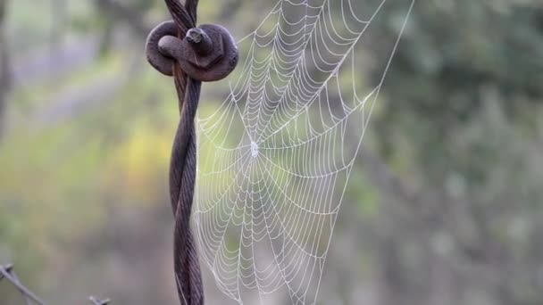 Spiderweb dækket morgen dug på sommeren morgen nærbillede – Stock-video