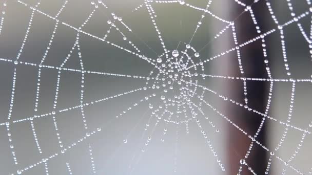 Spiderweb couvert rosée du matin le matin d'été gros plan — Video