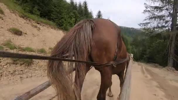 Brązowy koń ciągnący drewniany wóz. POV. Widok z tyłu. — Wideo stockowe
