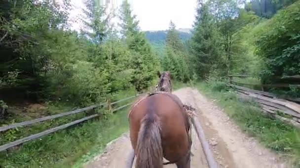 Brązowy koń ciągnący drewniany wóz. POV. Widok z tyłu. — Wideo stockowe