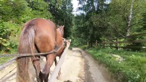Καφέ άλογο τραβά ξύλινο κάρο. POV. Πίσω όψη. — Αρχείο Βίντεο