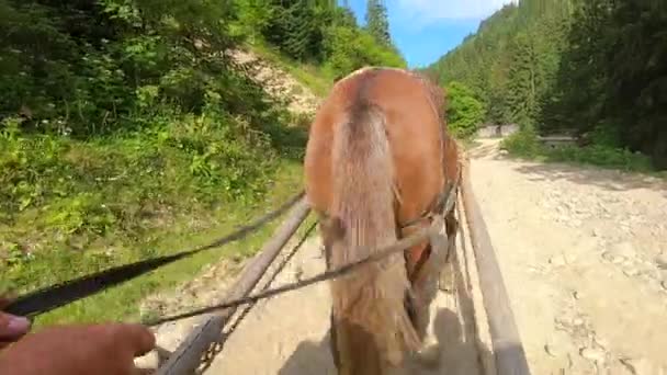 Brown horse pulling wooden cart. POV. Back view. — Stock Video