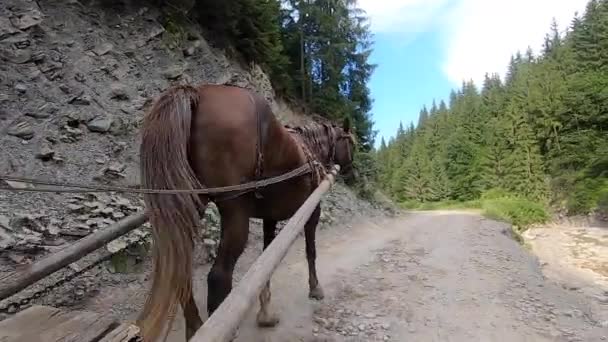 Cavalo castanho puxando carrinho de madeira. VPO. Visão traseira. — Vídeo de Stock