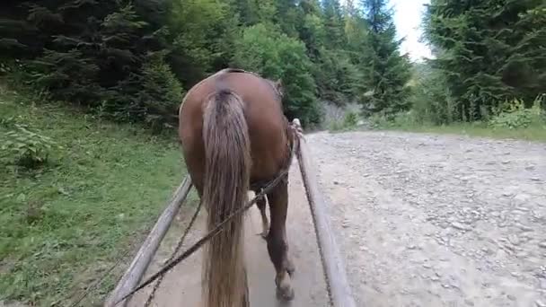 Brązowy koń ciągnący drewniany wóz. POV. Widok z tyłu. — Wideo stockowe