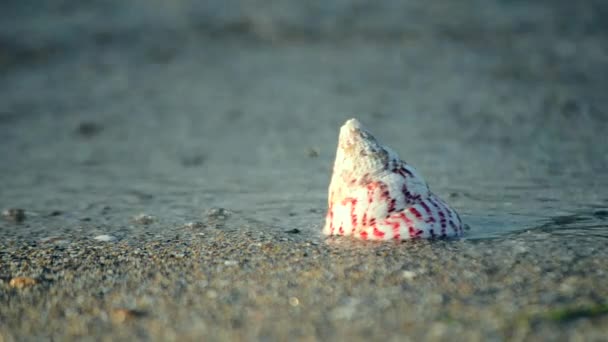 Witte schelp met rode strepen kegelvormige vorm liggend op een zandstrand — Stockvideo