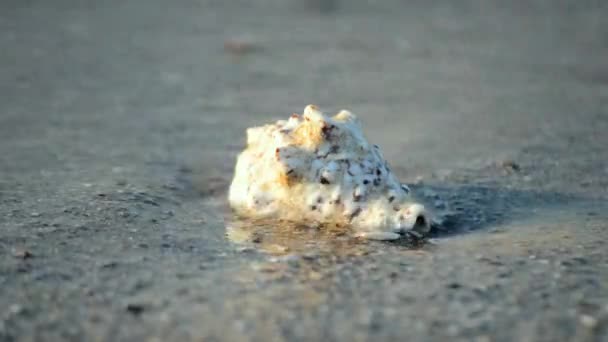 Witte schelp liggend op een zandstrand — Stockvideo