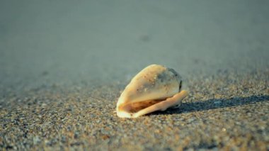 Kumsalda beyaz bir deniz kabuğu yatıyor.