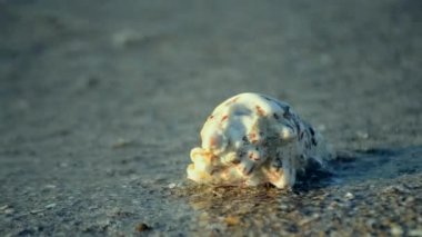 Kumsalda beyaz bir deniz kabuğu yatıyor.