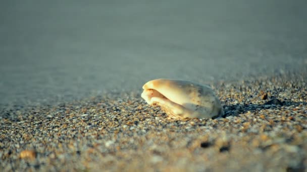 Cáscara blanca acostada en una playa de arena — Vídeos de Stock
