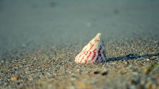 Bílá skořápka s červenými pruhy kónického tvaru ležící na písčité pláži — Stock video