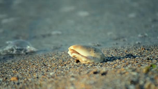 Белый снаряд, лежащий на песчаном пляже — стоковое видео