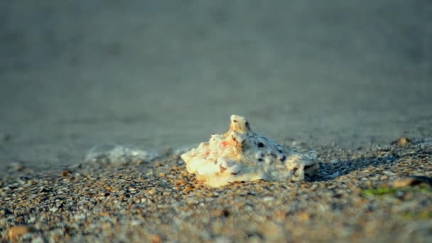 Witte schelp liggend op een zandstrand — Stockvideo