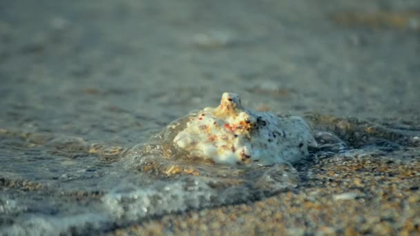 Witte schelp liggend op een zandstrand — Stockvideo