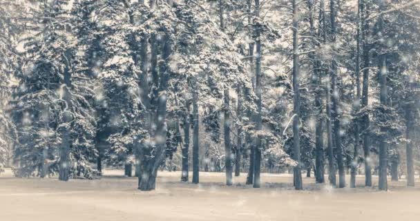 Eski model görüntüler. Kışın yağan karla birlikte bir tarlada ağaç. — Stok video