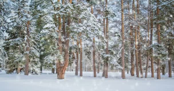 冬天，田野里的树，下着雪，蓝色。雪地降雪. — 图库视频影像